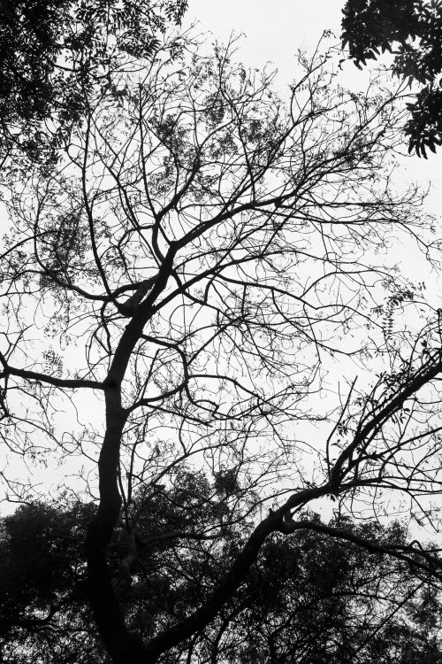 Free A captivating monochrome view of a leafless tree against the sky in Dhaka, Bangladesh. Stock Photo