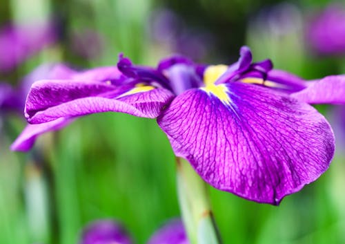 Gratis lagerfoto af iris, makro blomst