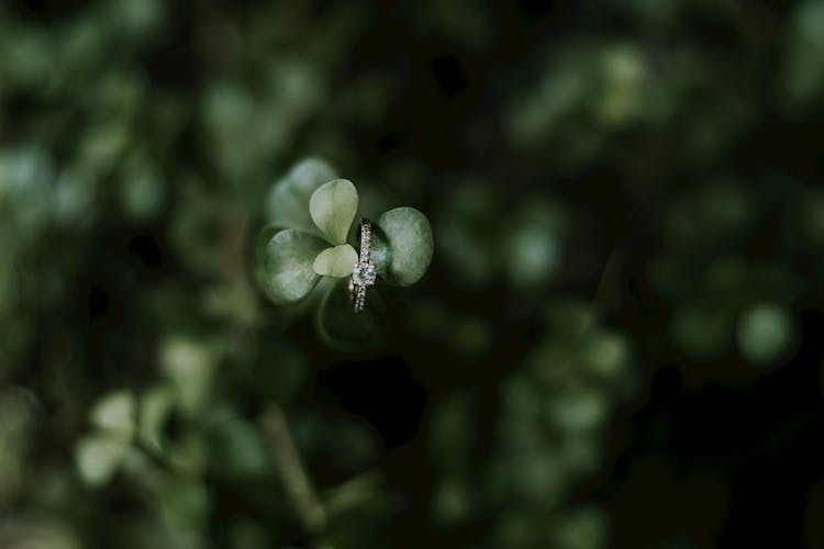 Engagement Ring On Plant