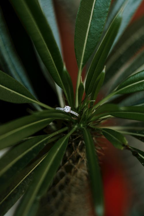 Free Silver Diamond Ring on Green Plant Stock Photo