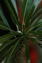 Silver Diamond Ring on Green Plant