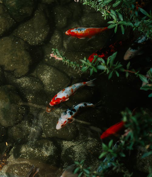 Безкоштовне стокове фото на тему «koi, акваріум, безпосередньо вище»