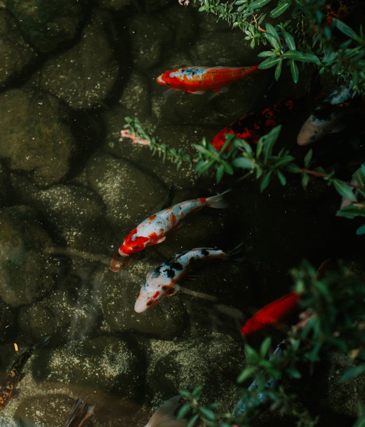 Koi Fish In Aquarium