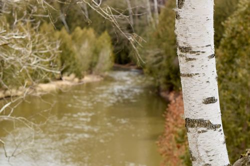 Free stock photo of tree Stock Photo