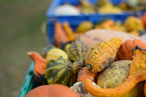 Free stock photo of harvest, plant Stock Photo