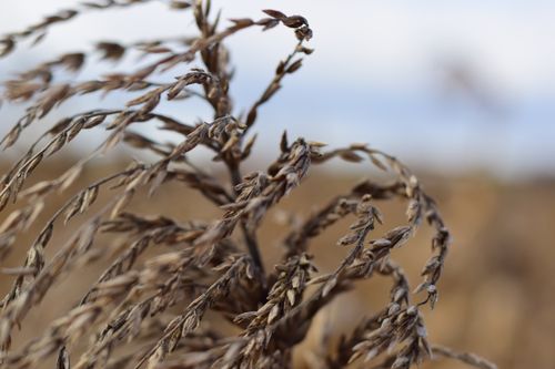 Free stock photo of farm, plant, wheat Stock Photo