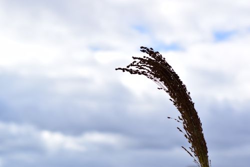 Free stock photo of farm, plant, wheat Stock Photo