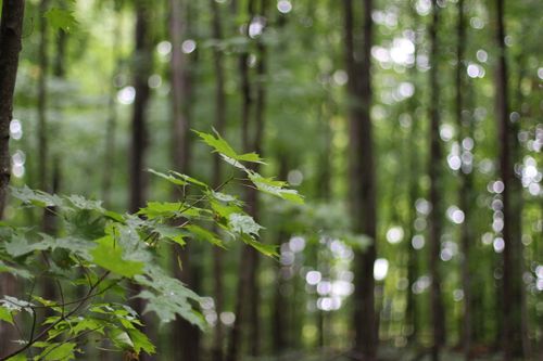 Free stock photo of tree Stock Photo
