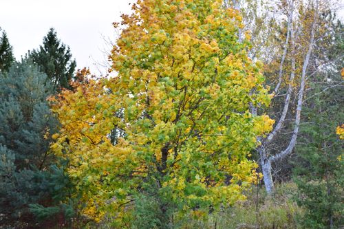 Free stock photo of tree Stock Photo