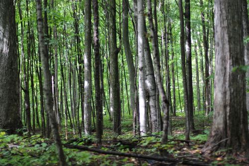 Free stock photo of forest, tree Stock Photo