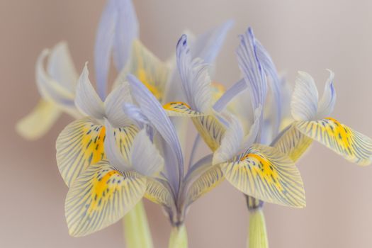 Close-up of delicate pale blue and yellow iris flowers in soft focus.
