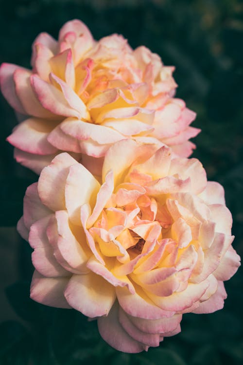 Close-up of Blooming Roses in Garden