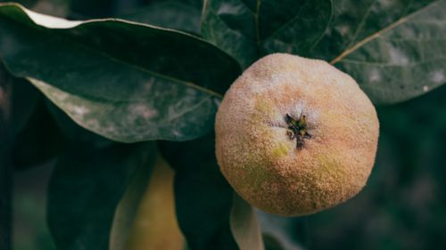 Free Detailed close-up of a fuzzy quince fruit hanging on a tree branch with leaves. Stock Photo