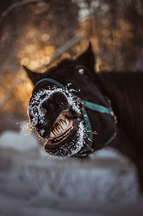 Photos gratuites de animal de compagnie, bétail, cheval