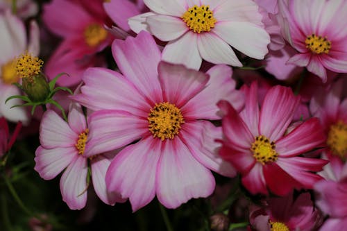 無料 ピンクの花, フローラ, フローラルの無料の写真素材 写真素材