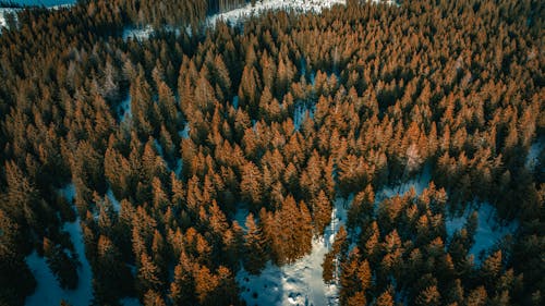 Aerial View of Pine Trees in the Forest