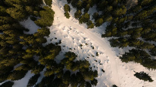 ağaçlar, buz gibi hava, doğa fotoğrafçılığı içeren Ücretsiz stok fotoğraf