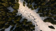 Green Trees on Snow Covered Ground