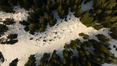 Pine Trees on Snow Covered Ground