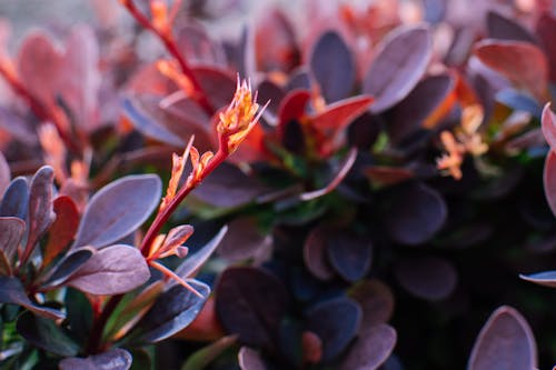 Close Up Photo Of Purple Leaf Plant