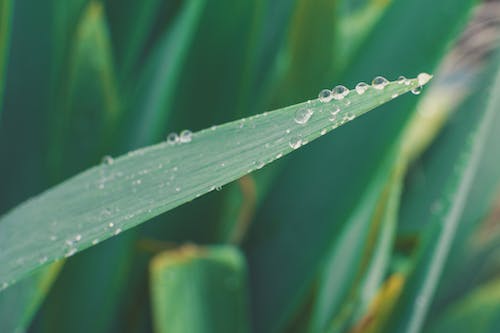 Free Green Leaf With Water Droplets Stock Photo