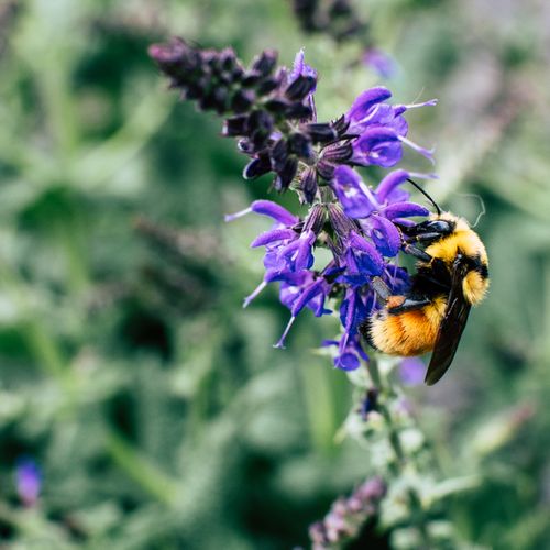 Closeup Photo of Bumble Bee on White Flowers · Free Stock Photo
