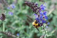 一只大黄蜂在郁郁葱葱的花园里，正忙碌地为充满活力的薰衣草花授粉