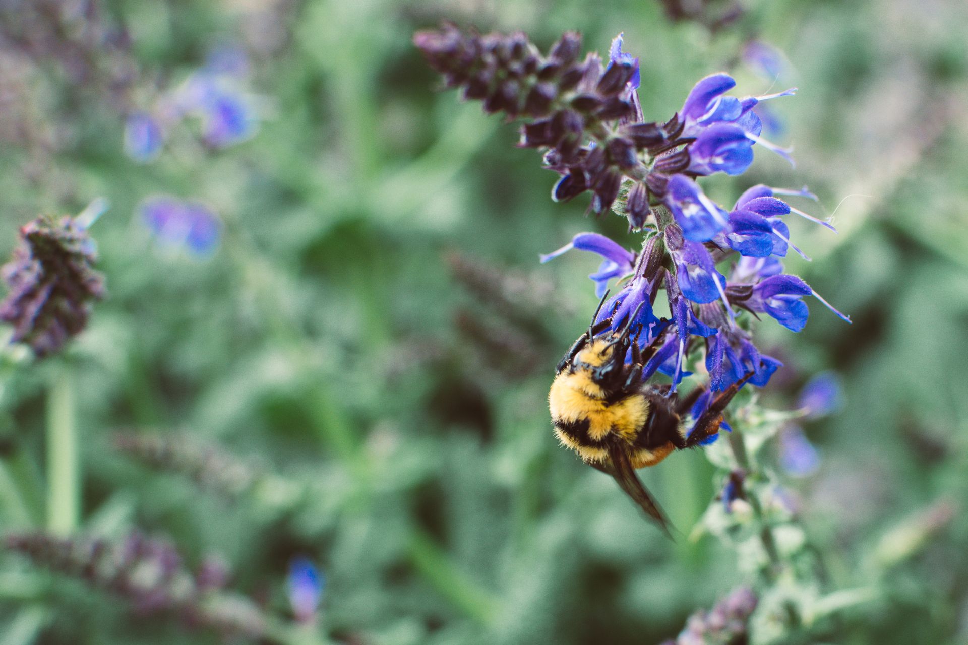 A bumblebee busily pollinates vibrant lavender flowers in a lush garden setting.