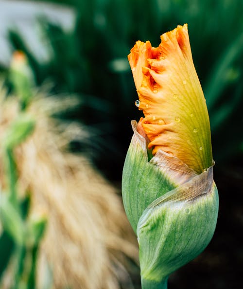 Foto Close Up Kuncup Bunga Iris Kuning