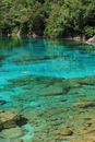 Green Trees Beside Blue Body of Water