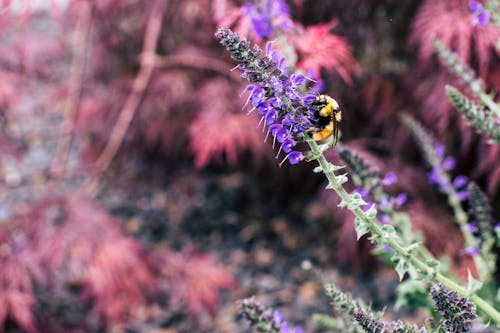 бесплатная Пчела потягивает нектар на цветке Стоковое фото