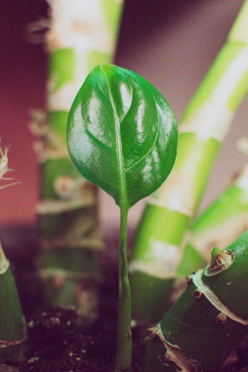 Green Leafed Plant