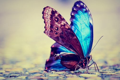 Foto profissional grátis de borboleta