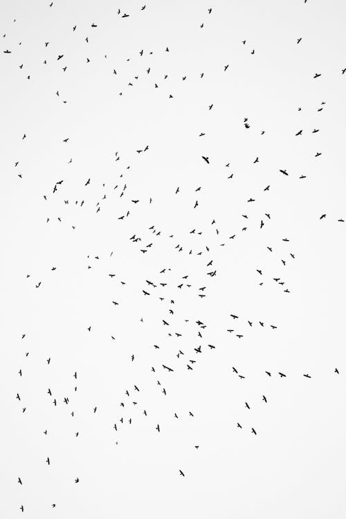 Flock of Birds Flying in the Sky