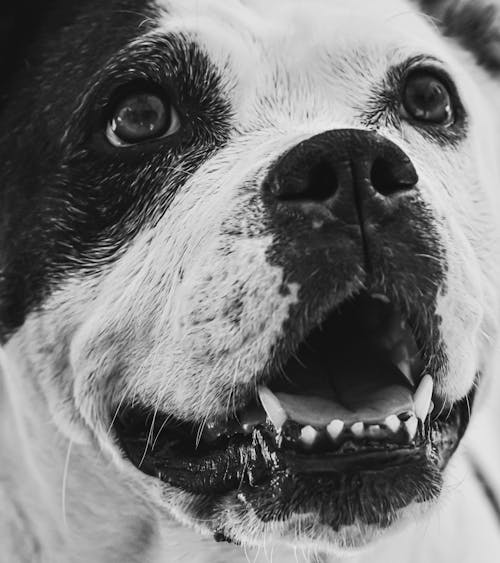 Black and White Photo of a Dog