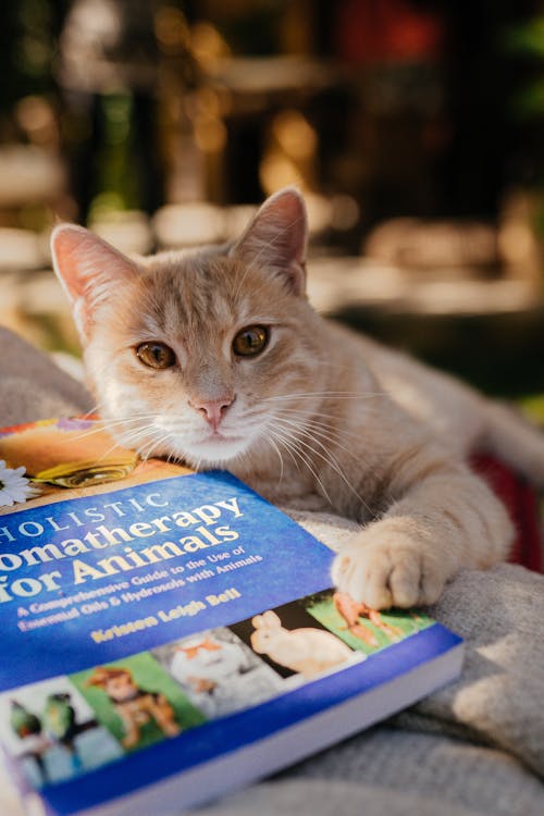 Δωρεάν στοκ φωτογραφιών με βιβλίο, Γάτα, γατάκι
