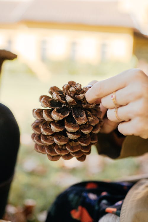 Person Holding a Brown Conifer Cone 