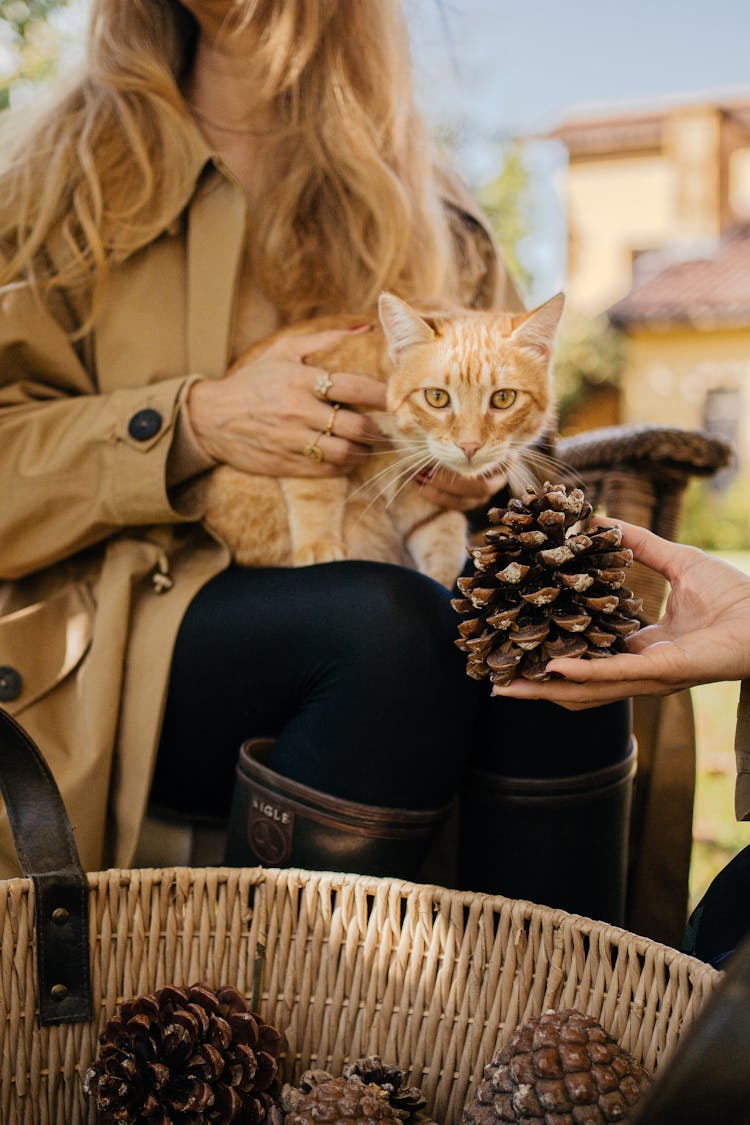 Orange Tabby Cat On Brown Wicker Basket