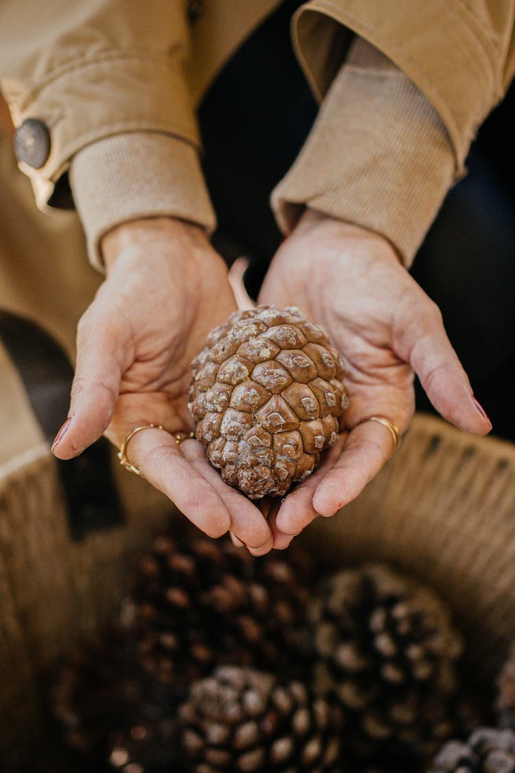 Woman Holding Pinecone