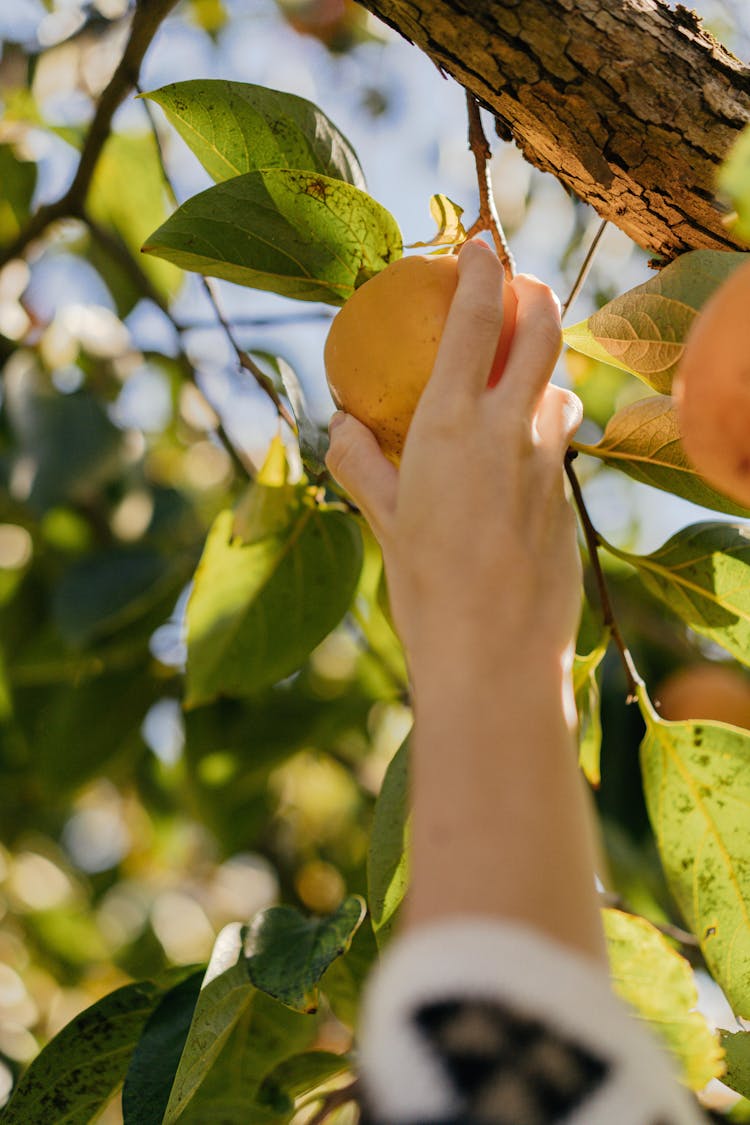 Woman Picking An Orange From A Tree