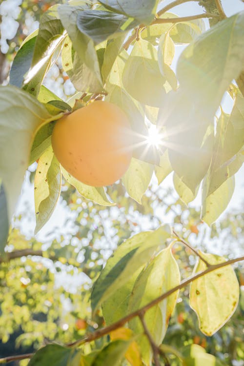 Free Sunlight Shining Through a Fruit Bearing Tree Stock Photo