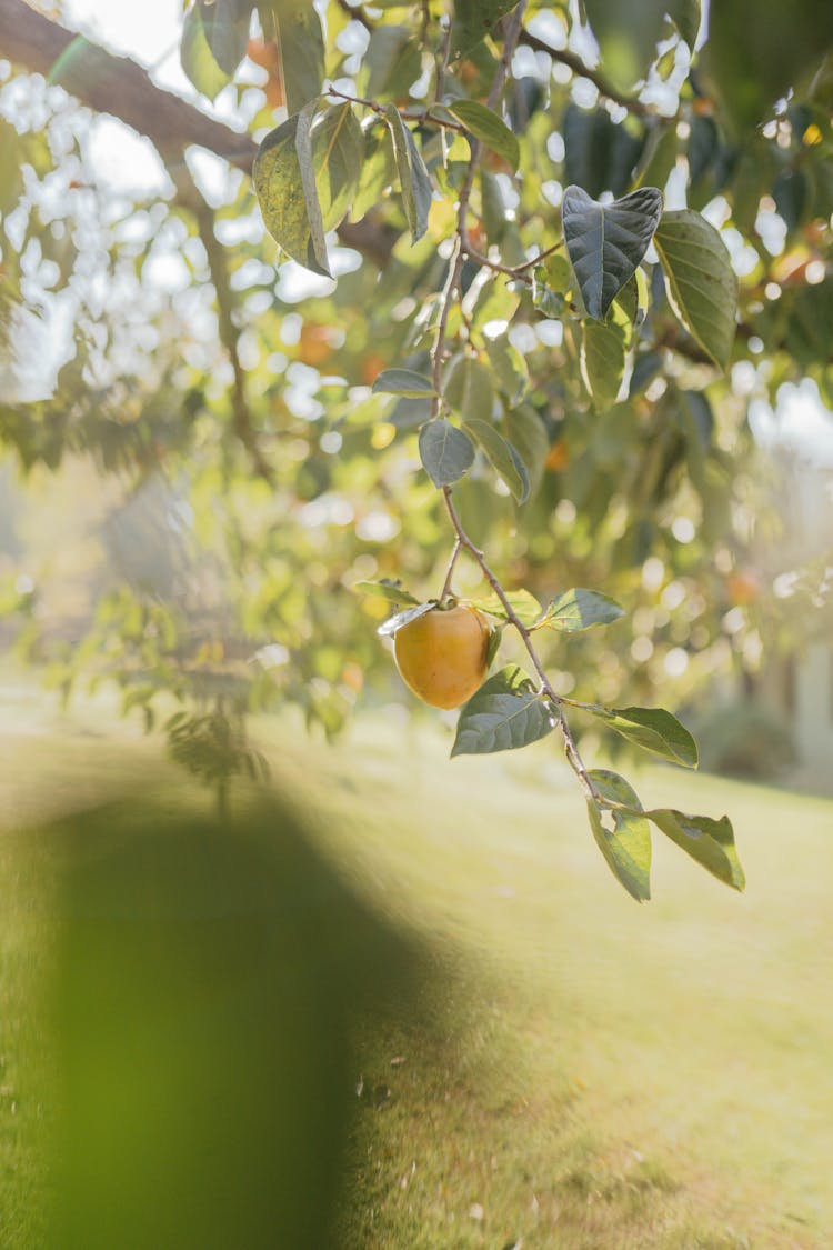 An Apple Hanging From A Tree