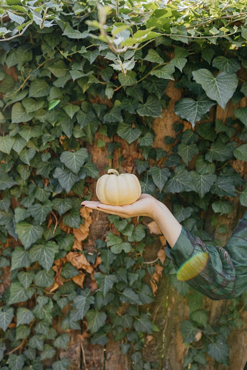 A Person Holding a Pumpkin 