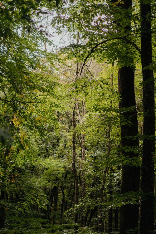 Free A tranquil view of dense forest greenery creating a peaceful atmosphere. Stock Photo