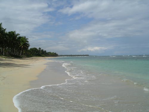 Free stock photo of beach, ocean, palm trees