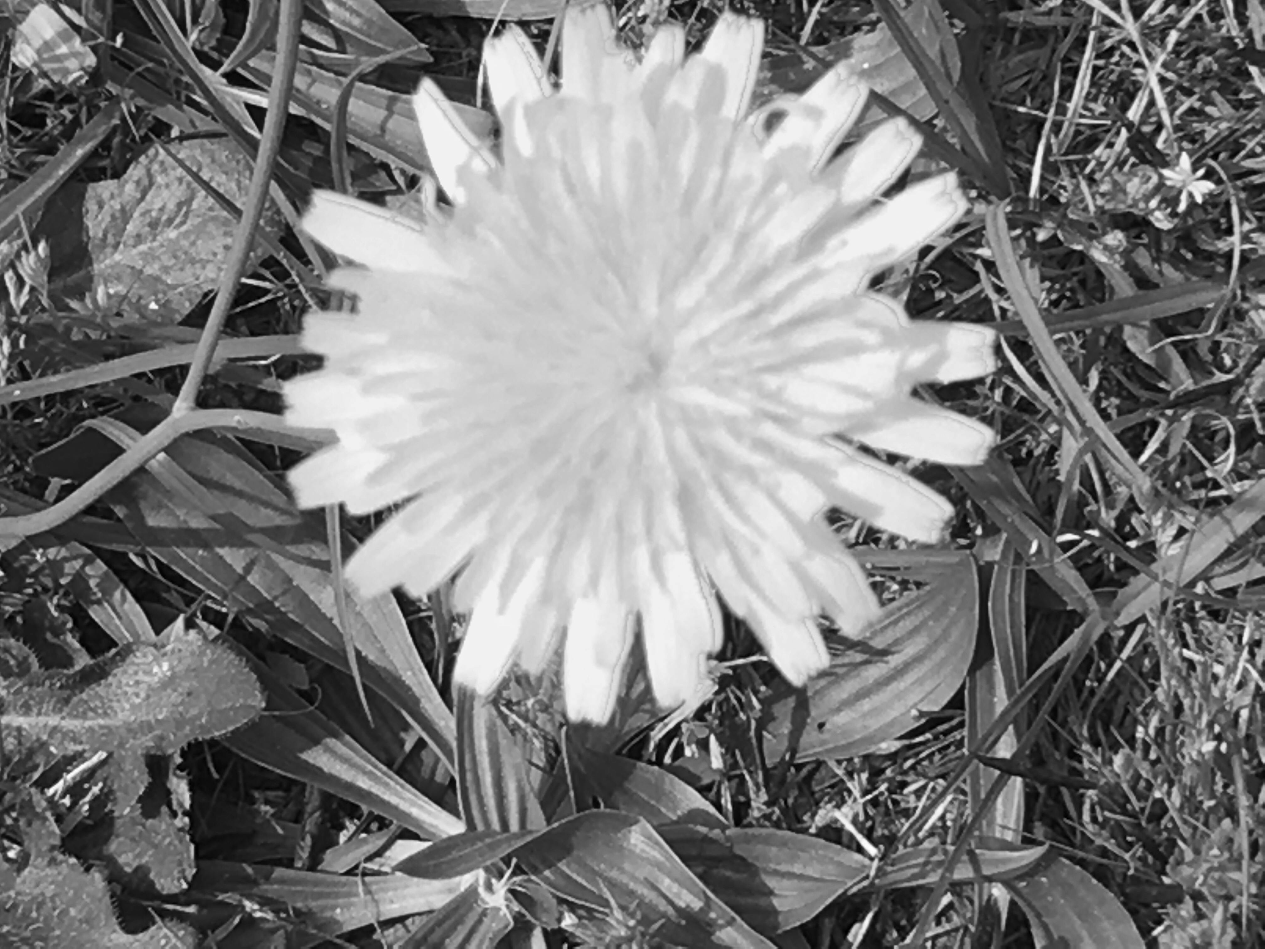 Free stock photo of beautiful flowers, black and white, nature photography