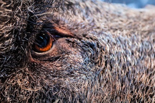 Fotografi Close Up Animal's Eye