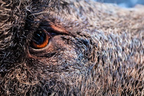 Fotografia De Close Up Do Olho De Animal