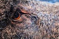 这幅图像详细展示了野猪的眼睛和皮毛纹理，突出了它的自然特征