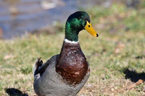 Free Vibrant mallard duck in a sunny park setting, Decatur, Alabama. Stock Photo